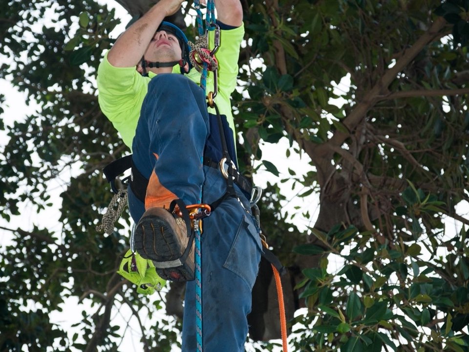 Qualified arborist working in a mature tree during a risk assessment in Nottinghamshire