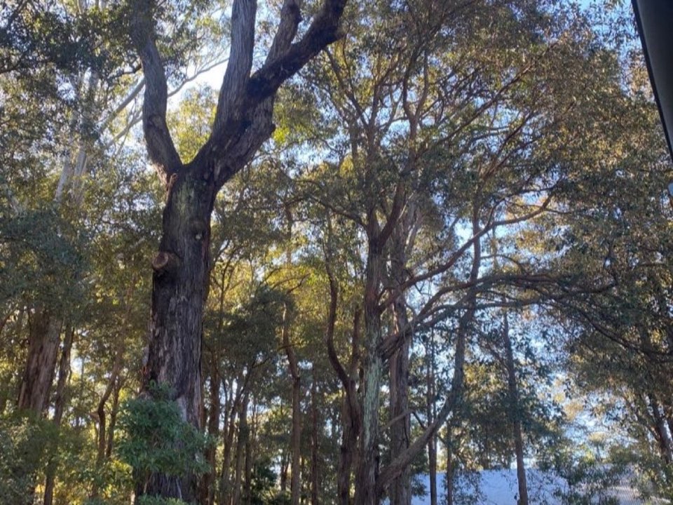 Mature trees in Nottinghamshire parkland with a property visible in the background